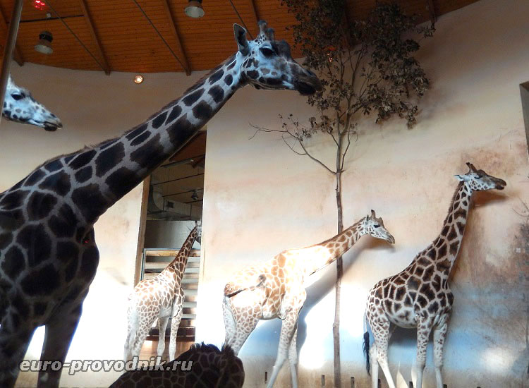 Жирафы в Пражском зоопарке