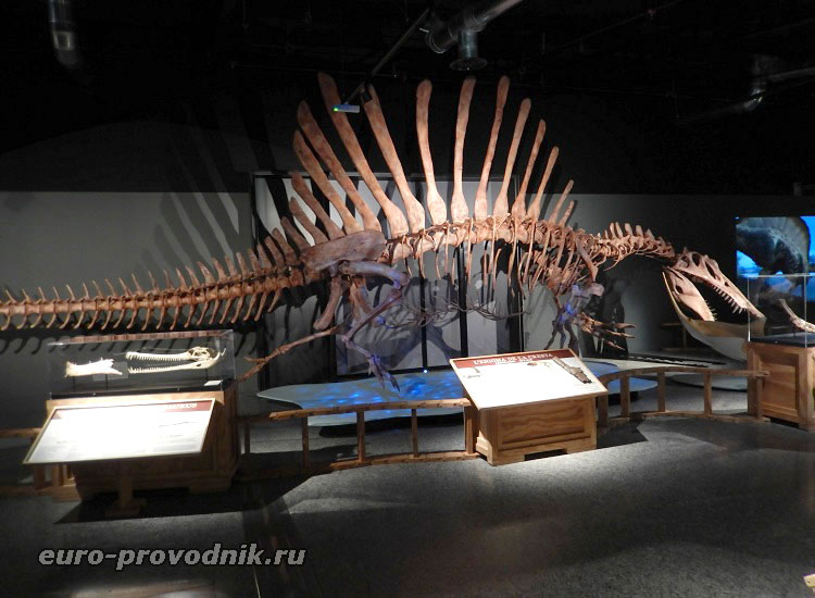 Скелет спинозавра