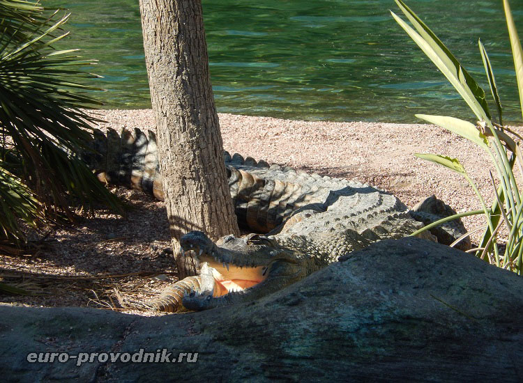 Улыбка крокодила))